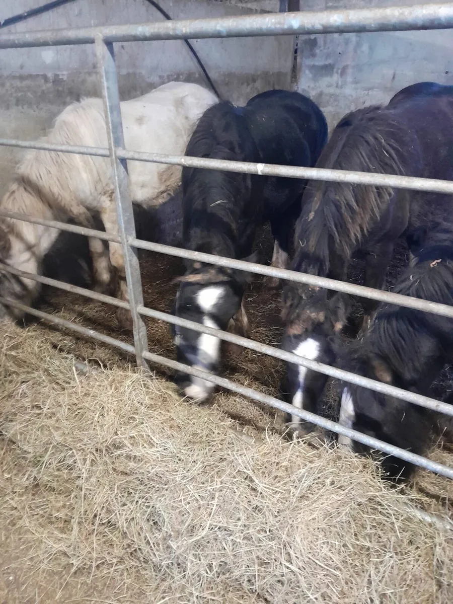 Colts for Sale - Image 2