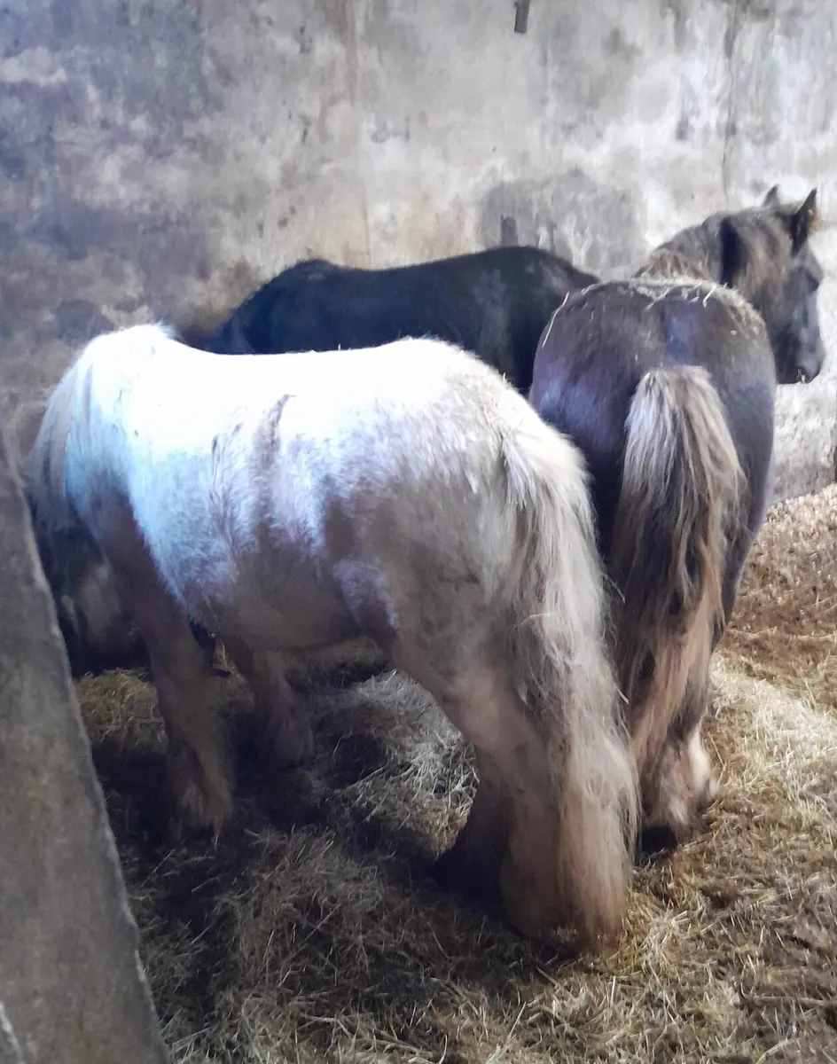 Colts for Sale - Image 3