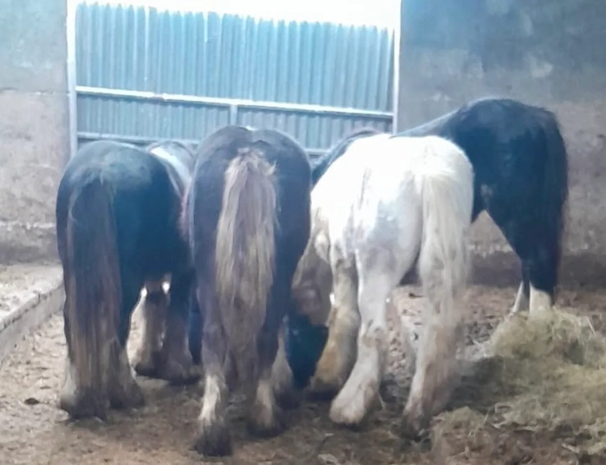 Colts for Sale - Image 4