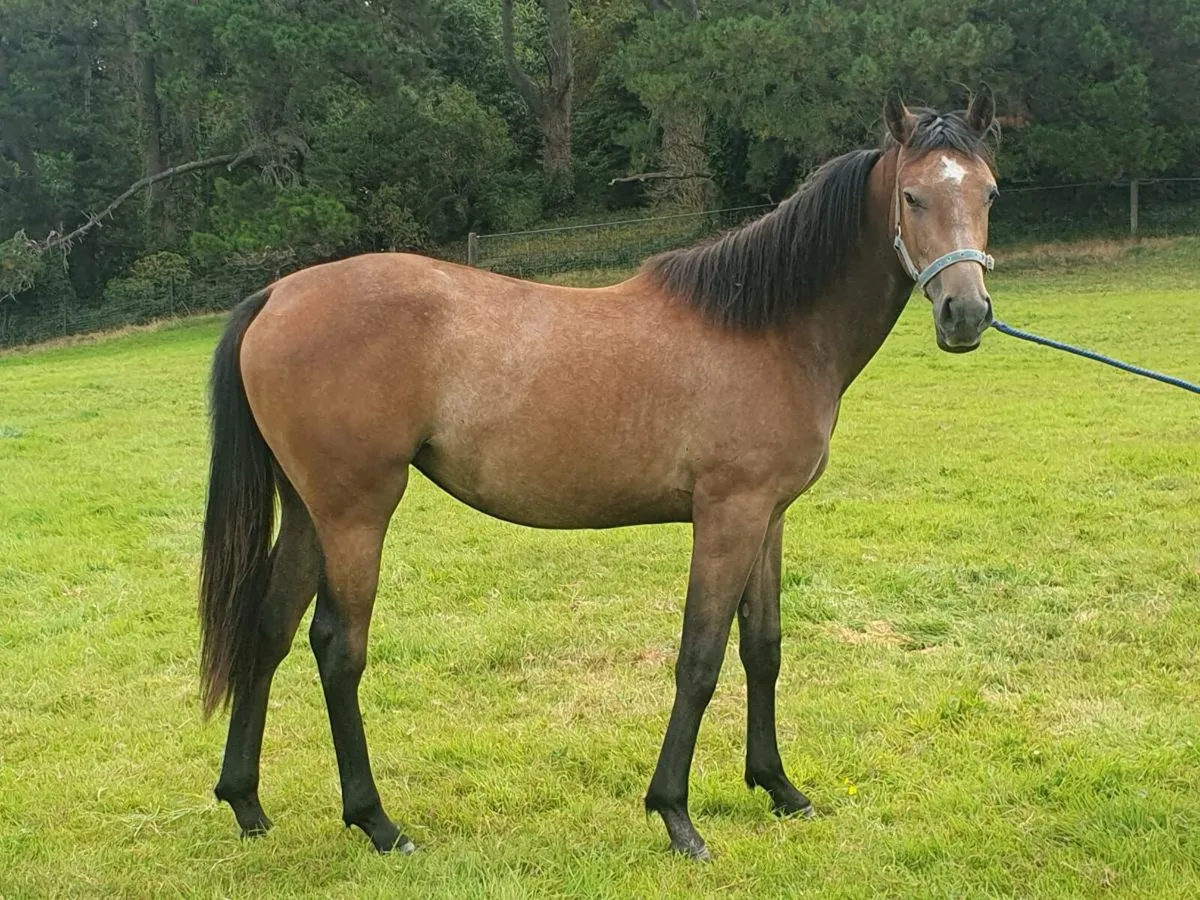 Yearling Filly - Image 3