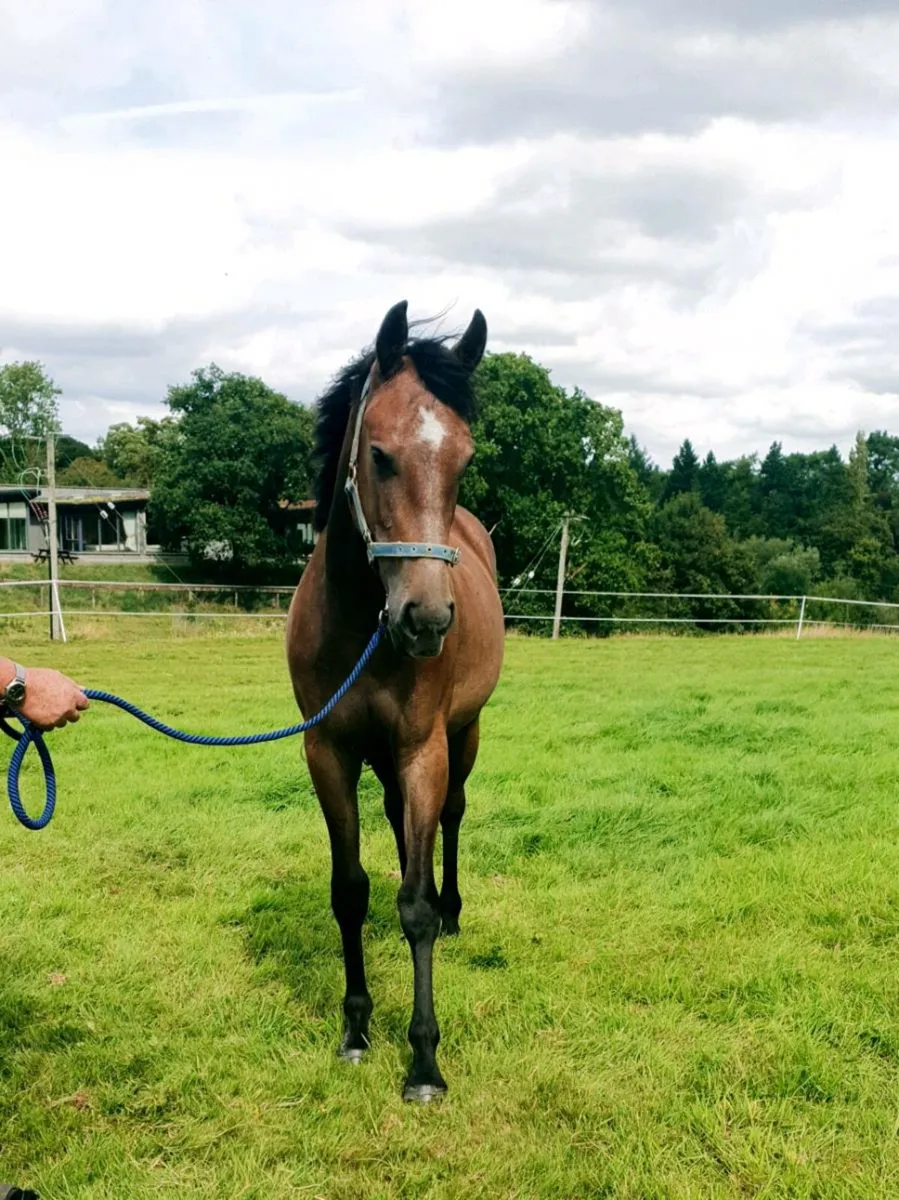 Yearling Filly - Image 2