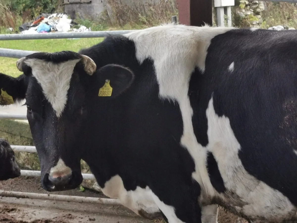 Two freshly calved cows - Image 2