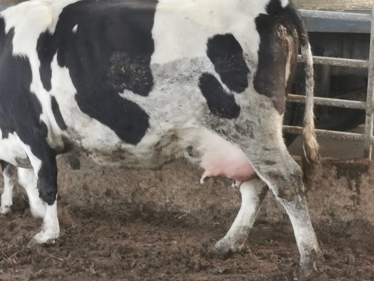 Two freshly calved cows - Image 3