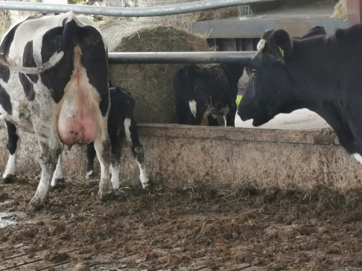 Two freshly calved cows - Image 4