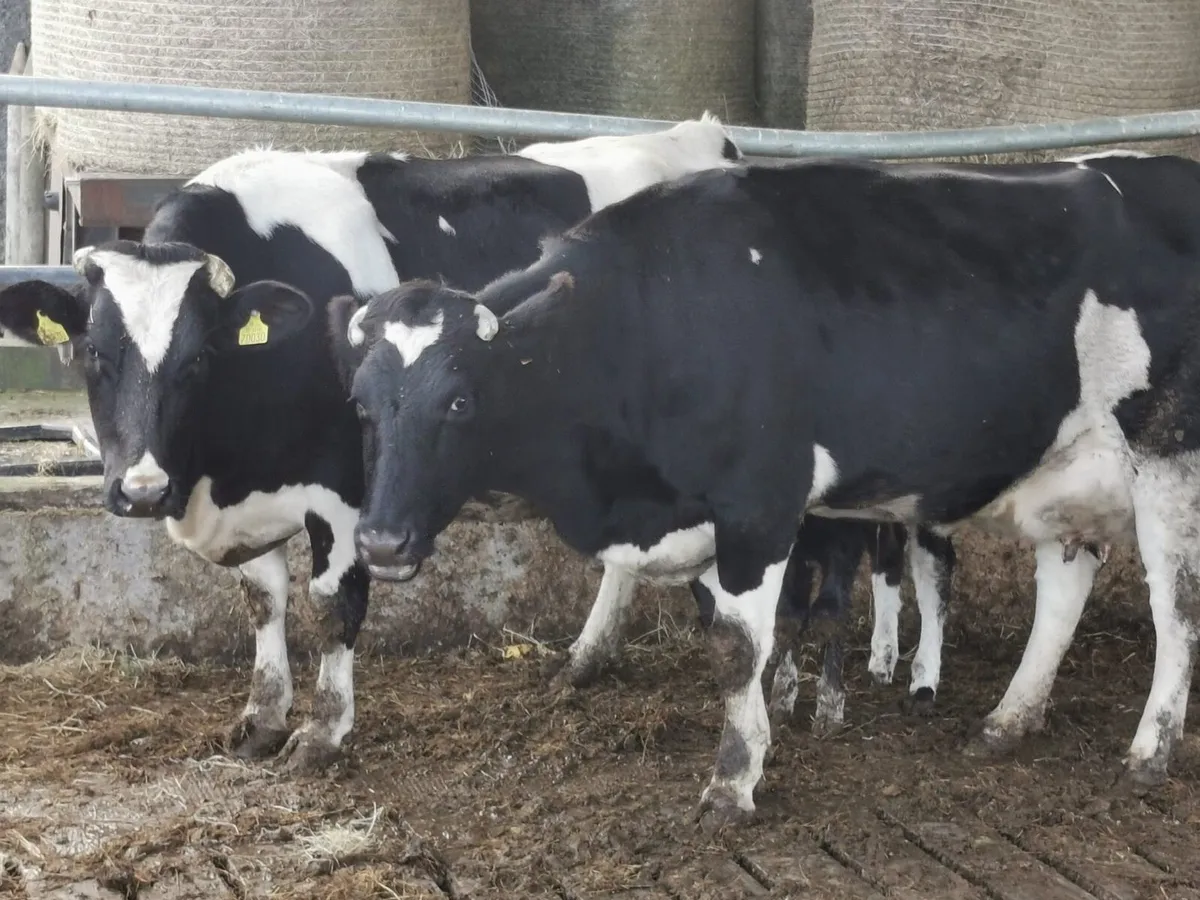 Two freshly calved cows - Image 1