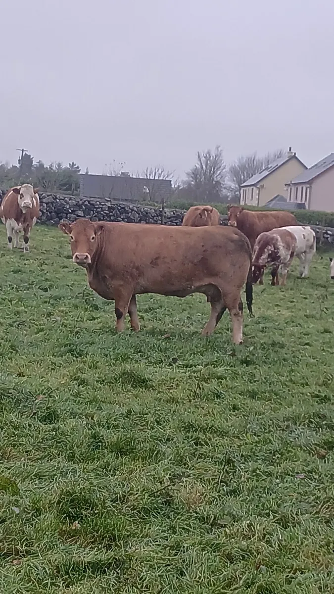 Read full add♦️♦️LMx cow BBx calf♦️♦️ - Image 1