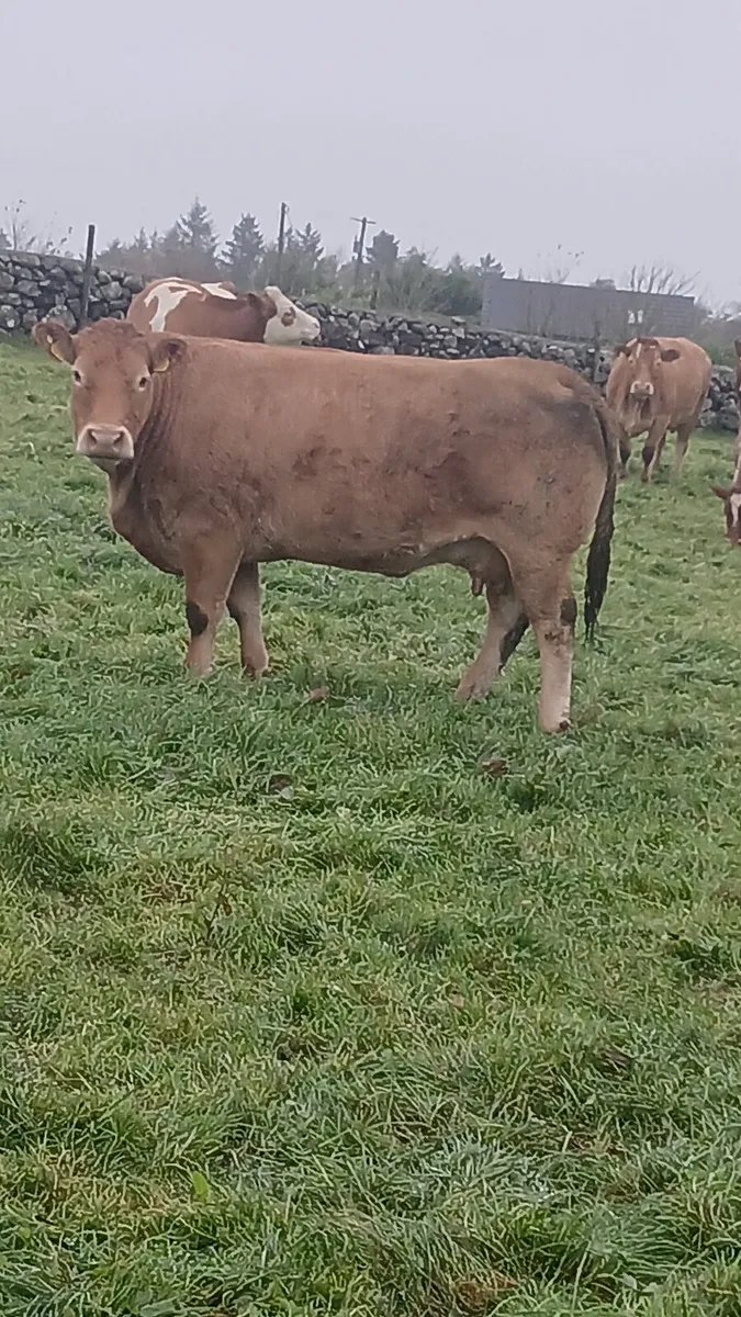 Read full add♦️♦️LMx cow BBx calf♦️♦️ - Image 2