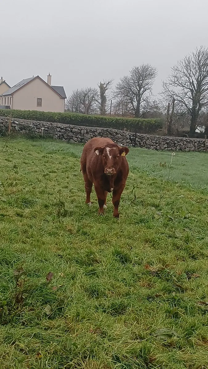 Read full add♦️♦️LMx cow BBx calf♦️♦️ - Image 3