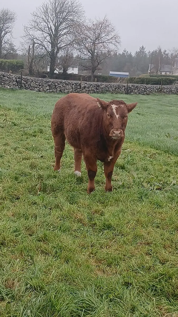 Read full add♦️♦️LMx cow BBx calf♦️♦️ - Image 4