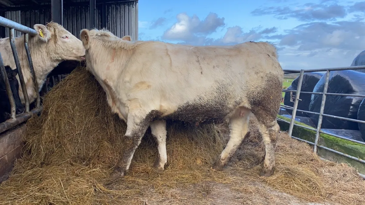 5 star Incalf heifers - Image 2