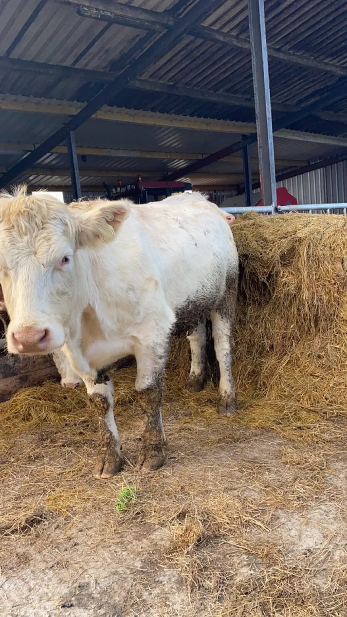 5 star Incalf heifers - Image 3