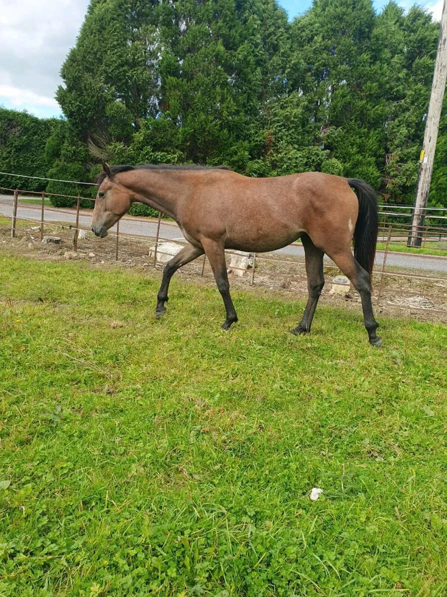 Yearling Filly - Image 1