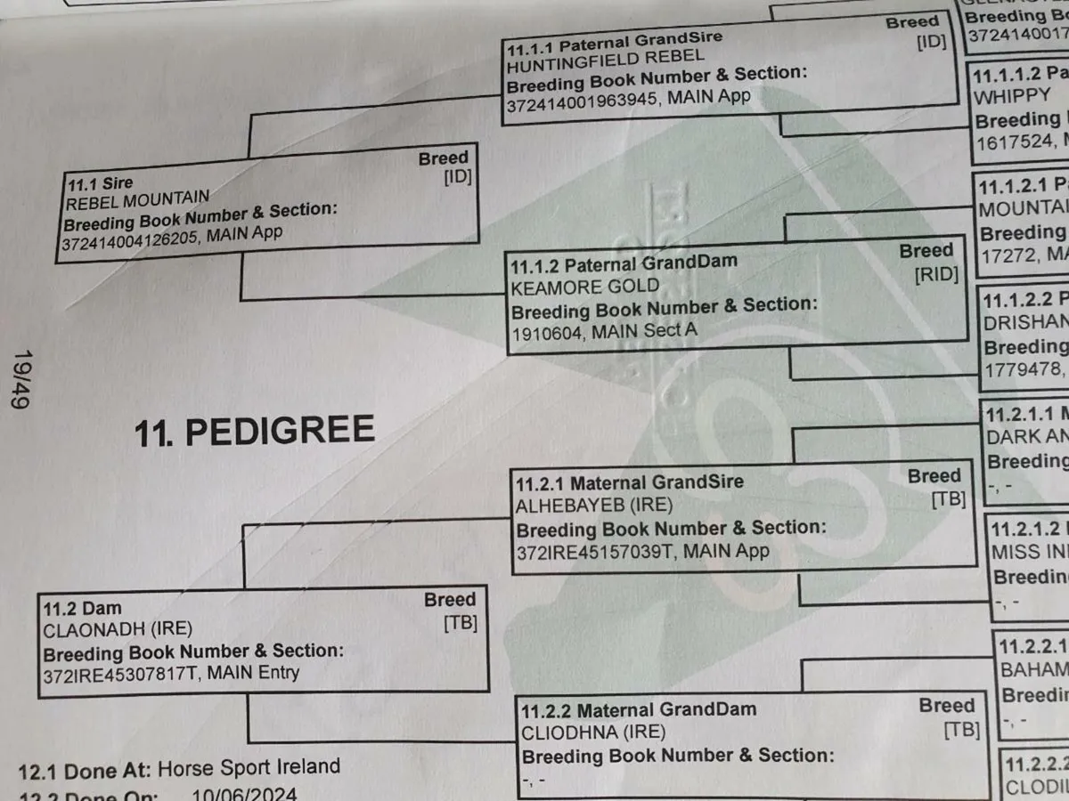 Yearling Filly - Image 4