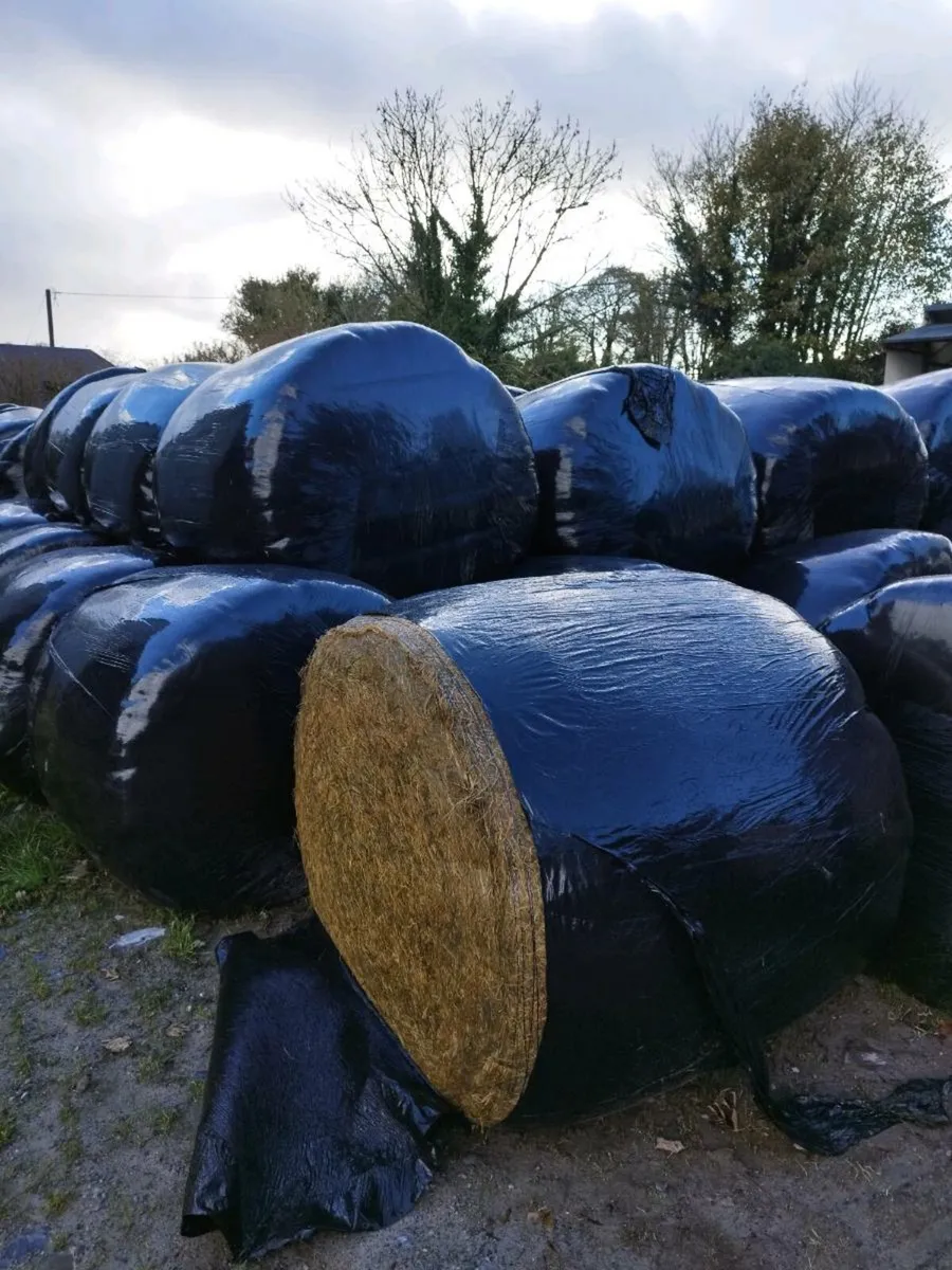 Silage for sale - Image 2