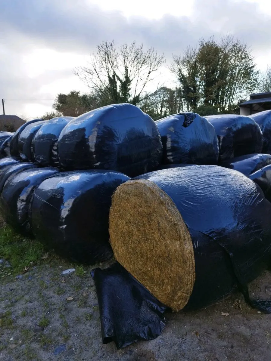 Silage for sale - Image 3