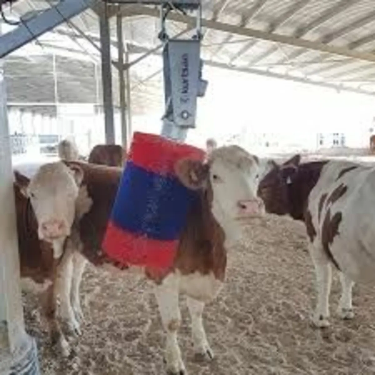 Kurtsan Automatic Cow brush - Image 1