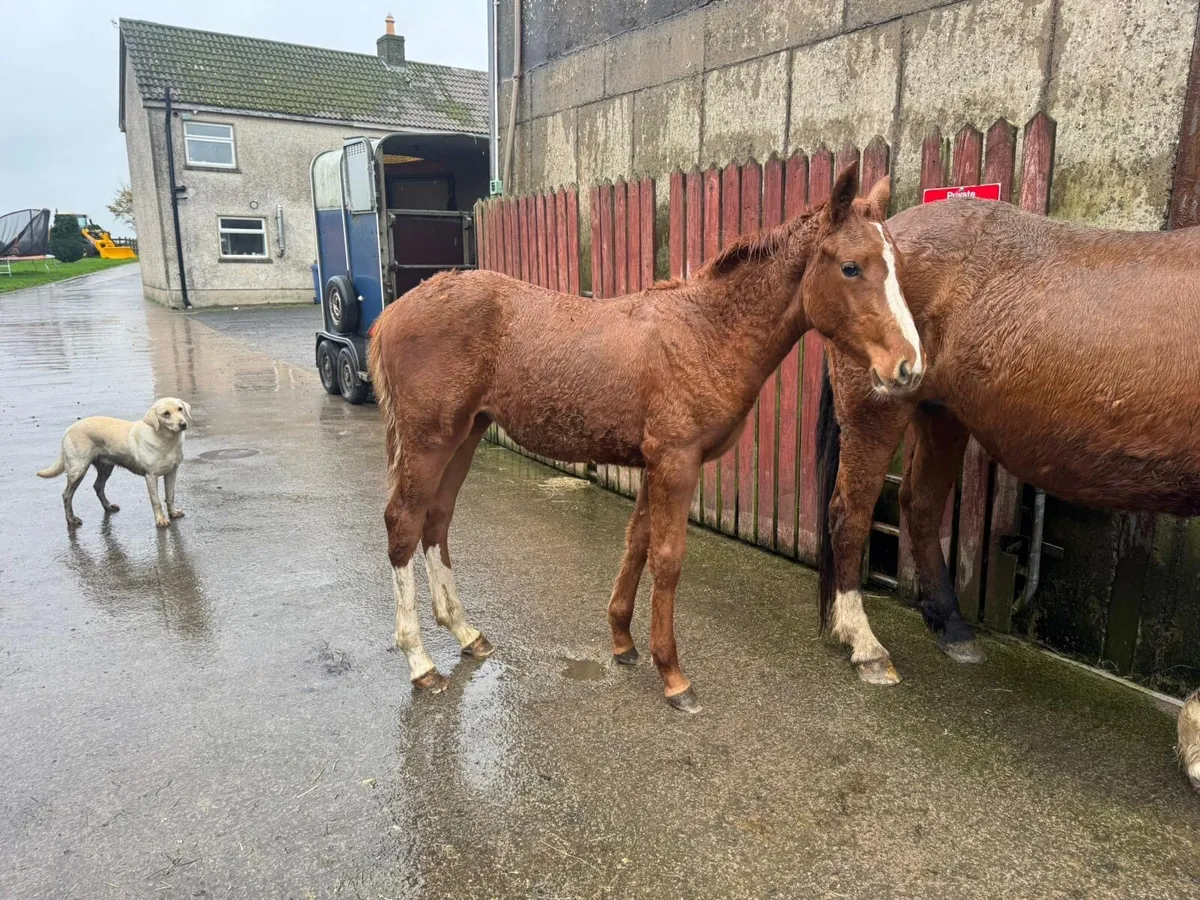 Filly foal by Velvet VD Berghoeve - Image 1