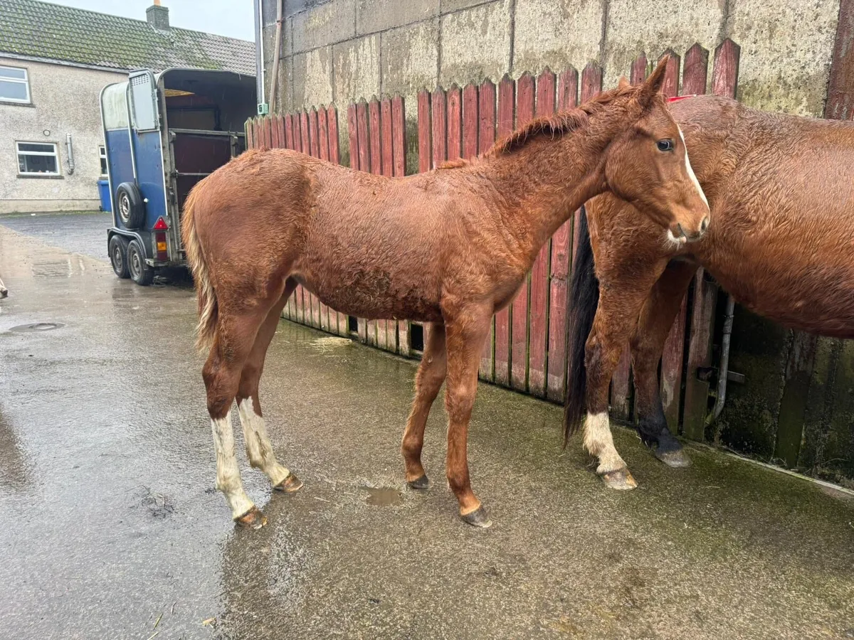 Filly foal by Velvet VD Berghoeve - Image 2
