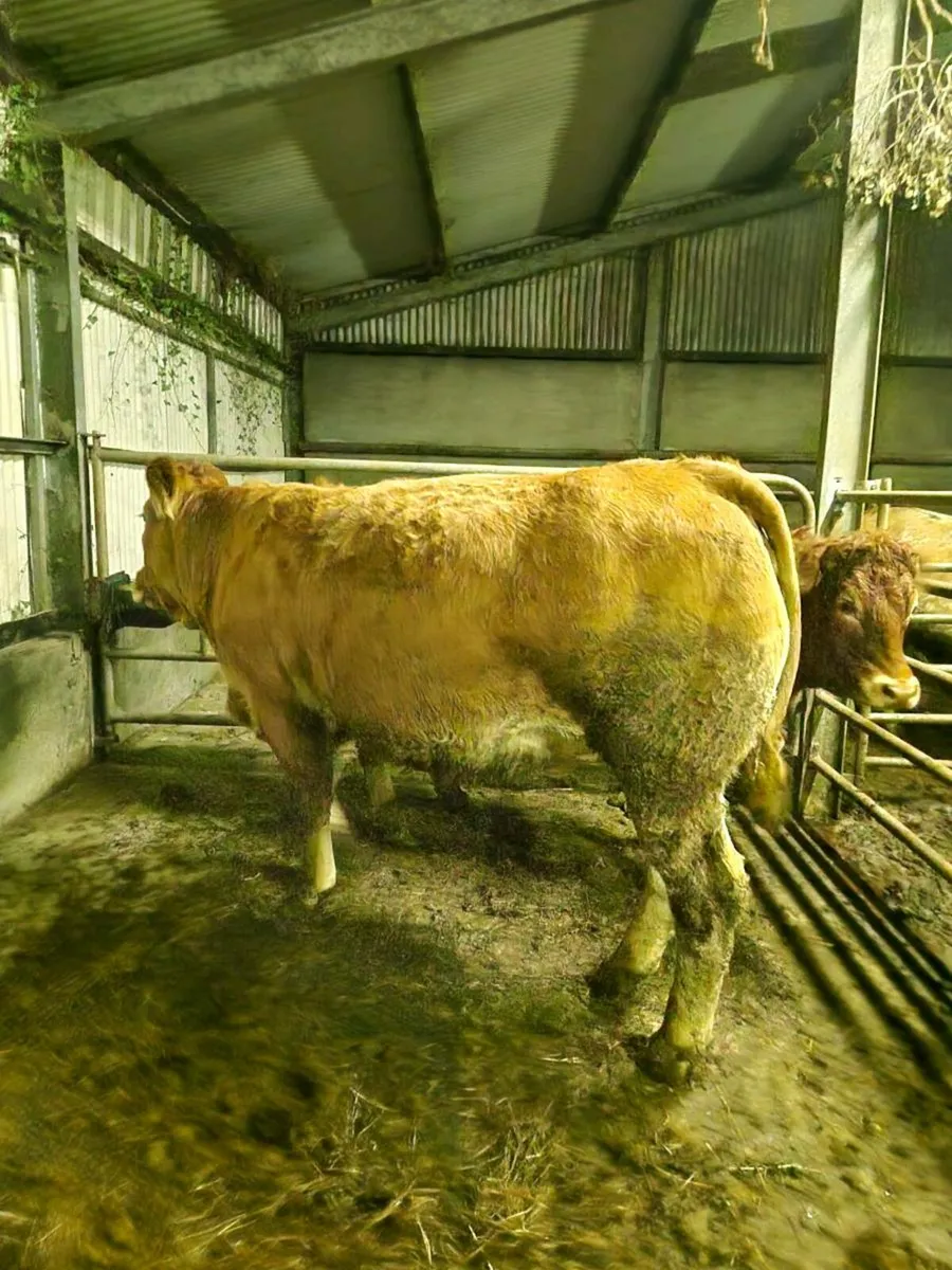 Springers Gort Mart 30th - Image 2