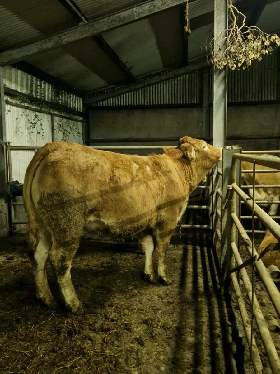 Springers Gort Mart 30th - Image 3