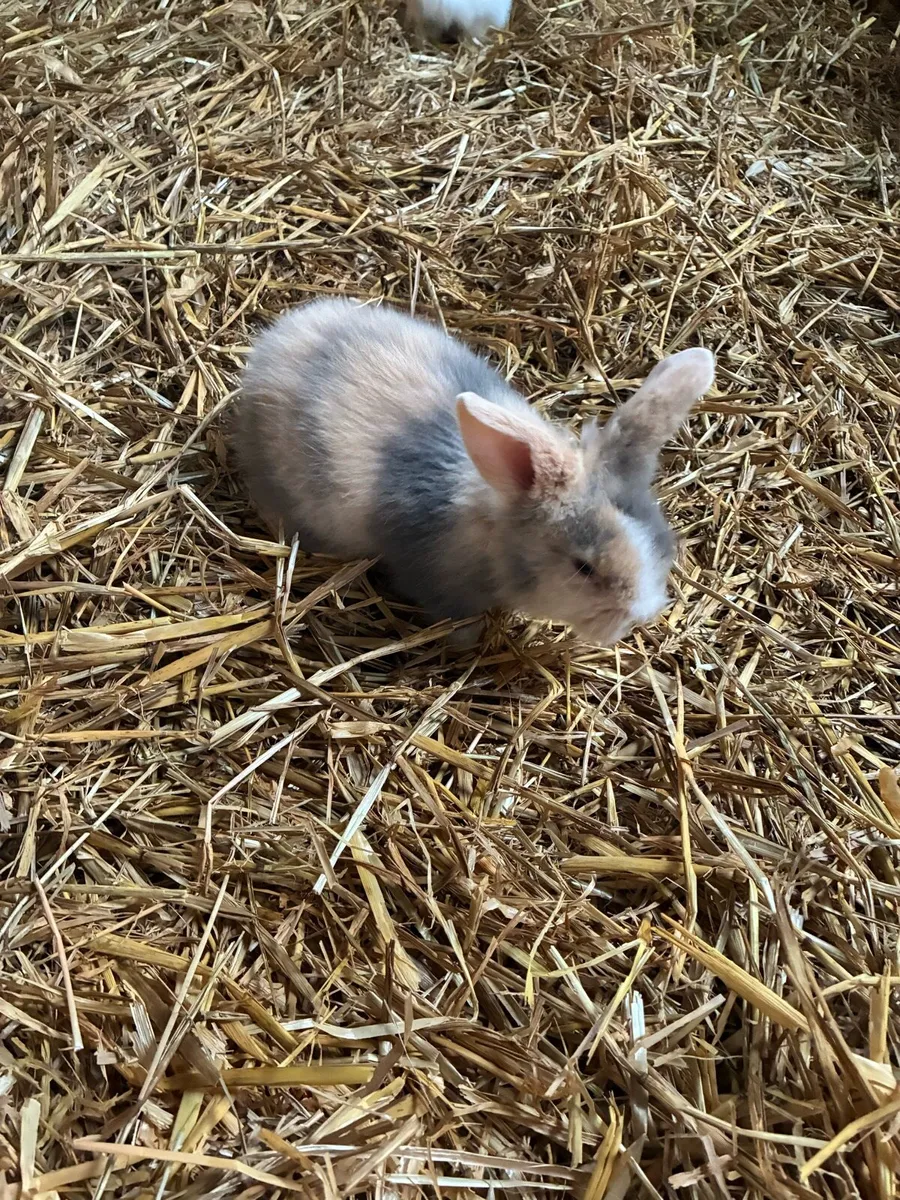 Baby rabbits - Image 1