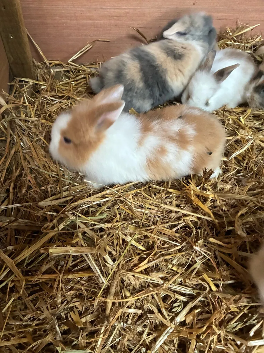 Baby rabbits - Image 2