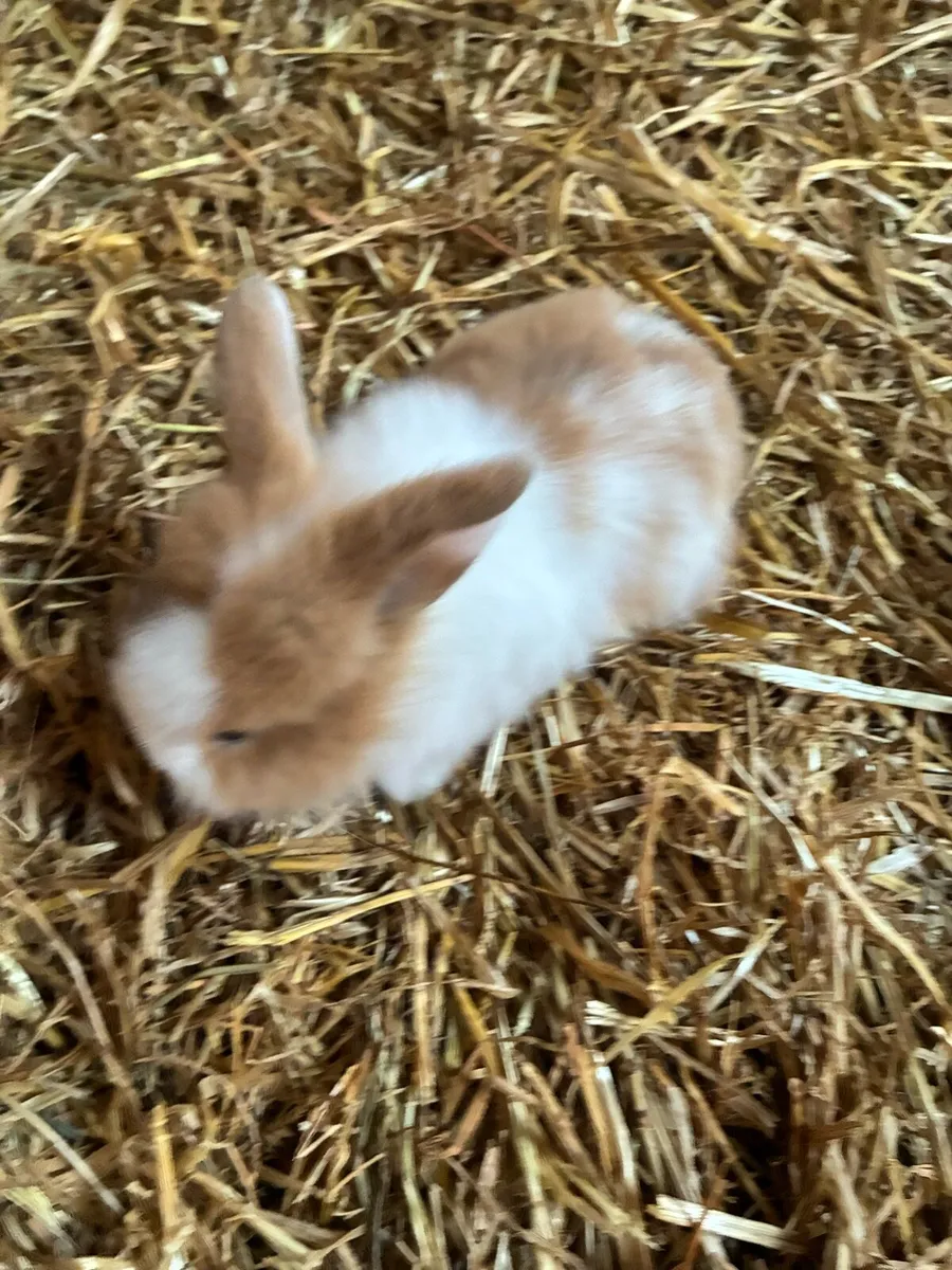 Baby rabbits - Image 3