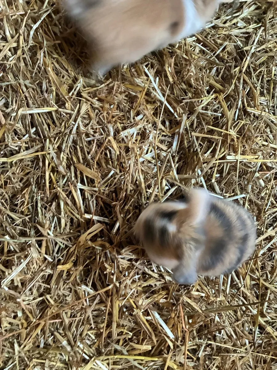 Baby rabbits - Image 4