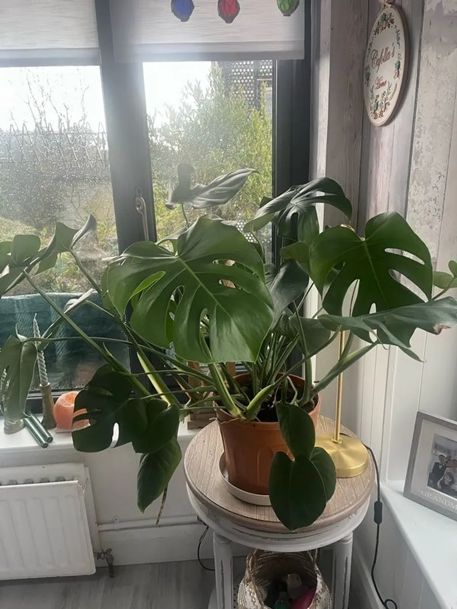 plant indoor