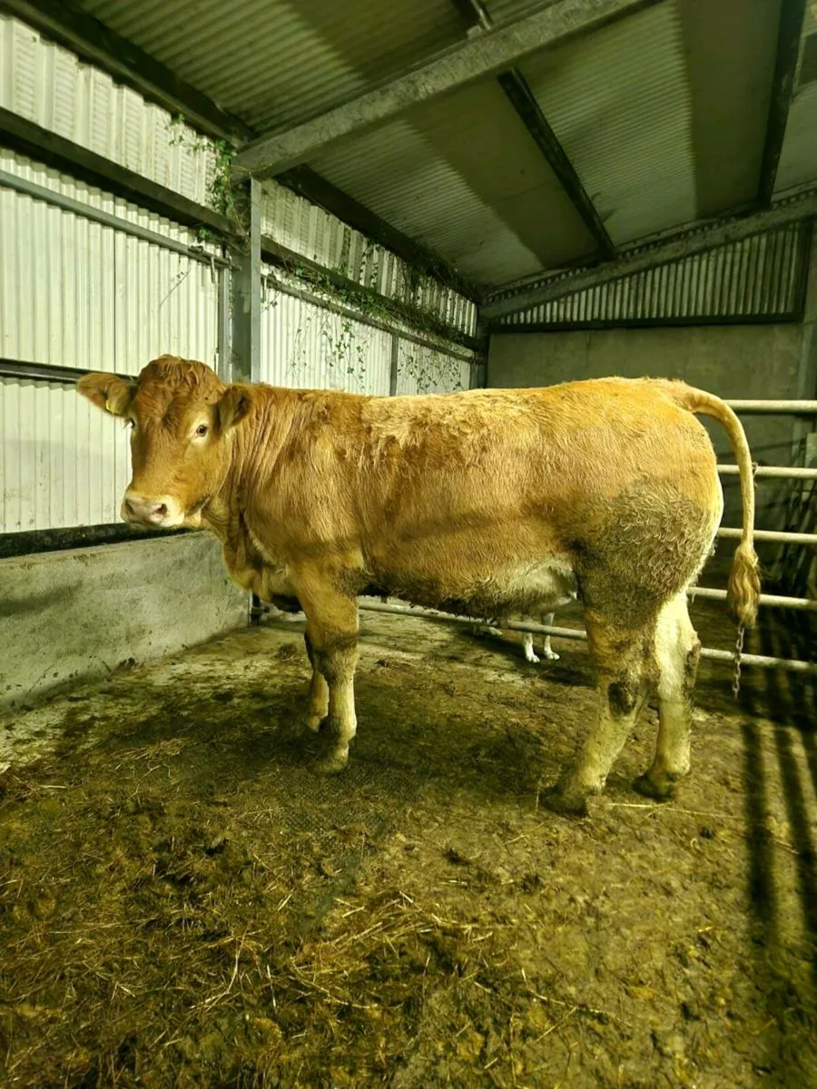 Springers Gort Mart 30th - Image 1