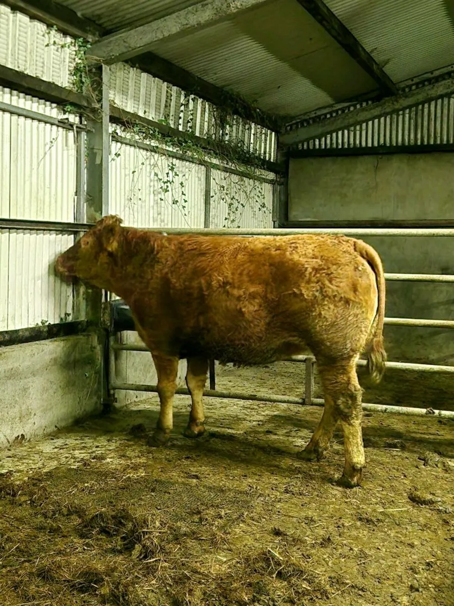 Springers Gort Mart 30th - Image 4