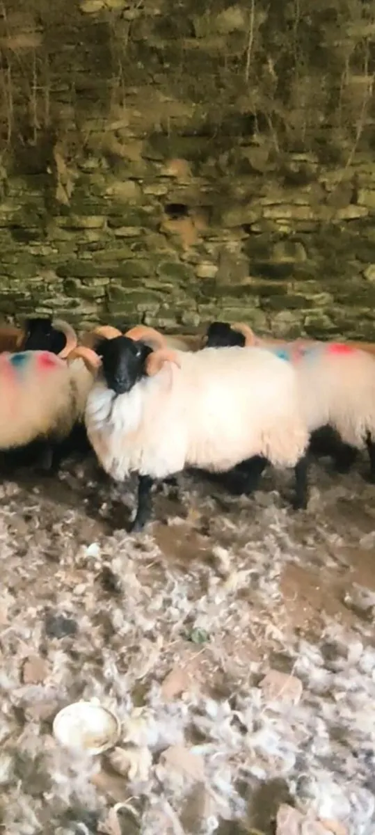 SIS Mayo mountain hogget ram - Image 1