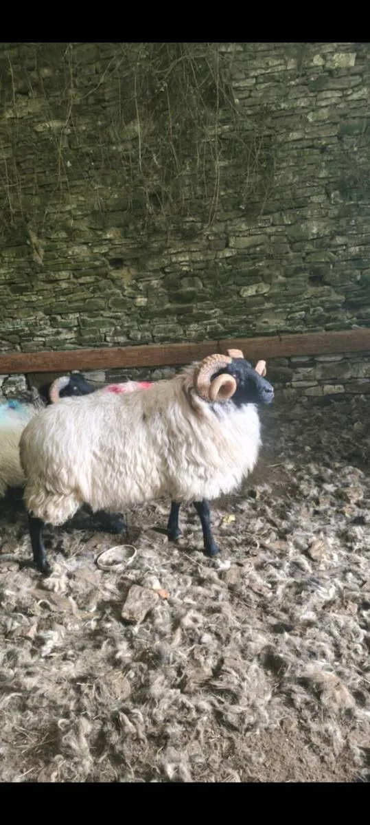 SIS Mayo mountain hogget ram - Image 2