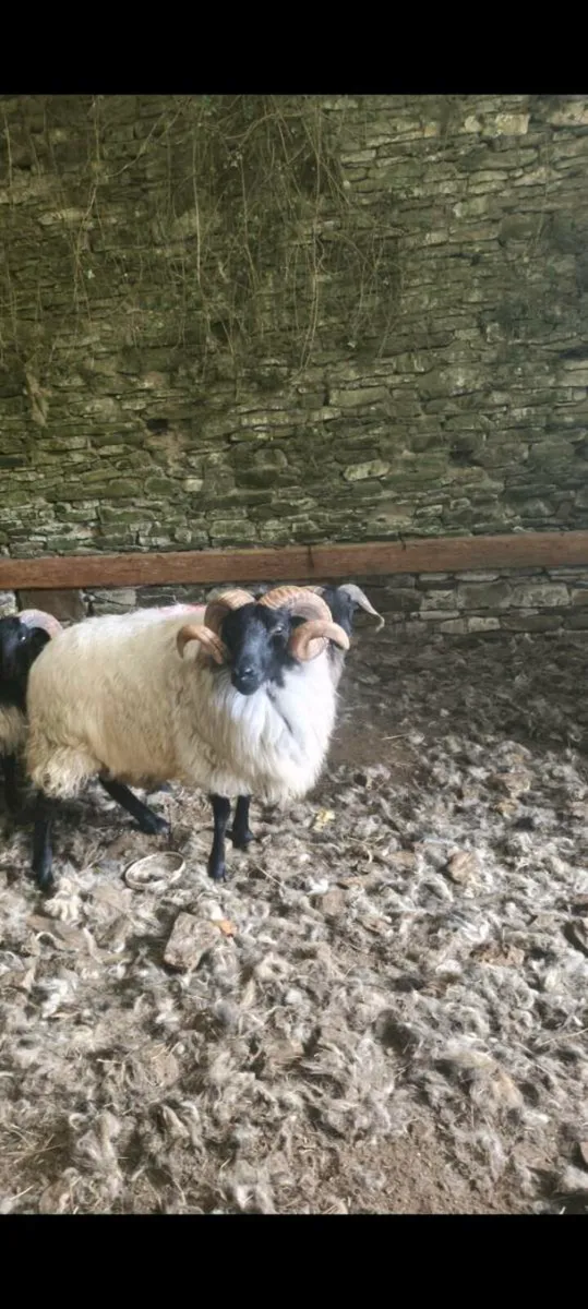 SIS Mayo mountain hogget ram - Image 3