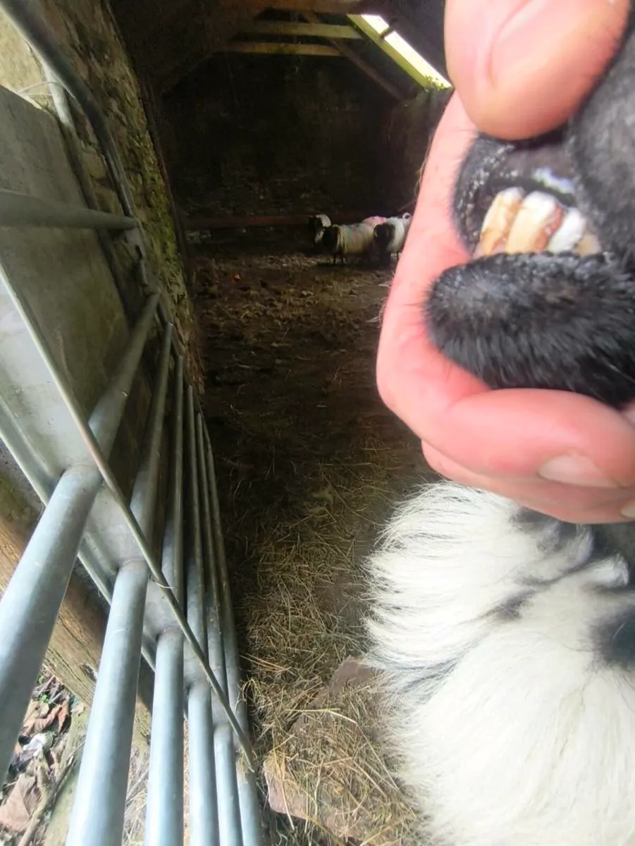 SIS Mayo mountain hogget ram - Image 4