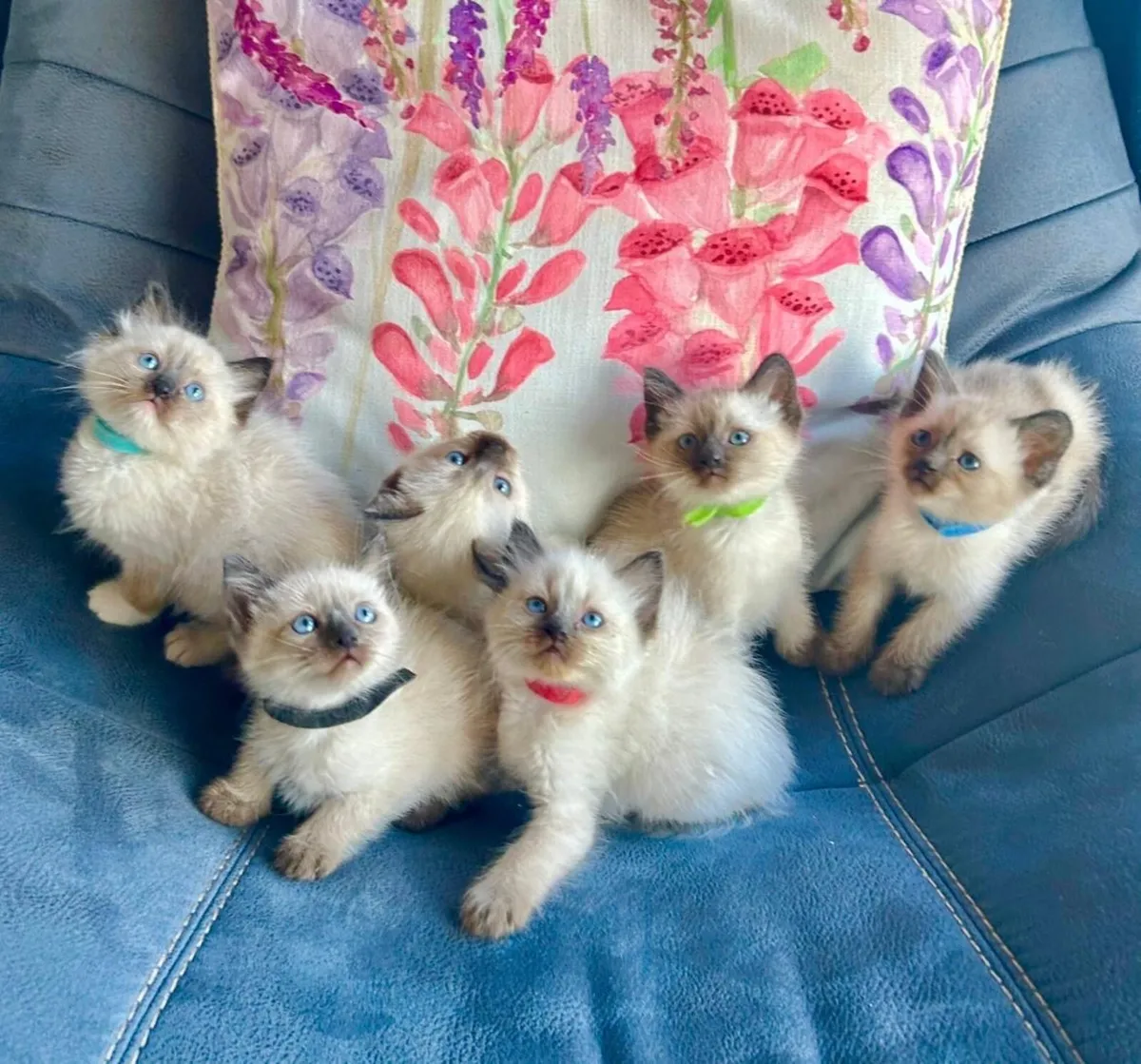 Adorable Ragdoll Kittens - Image 1