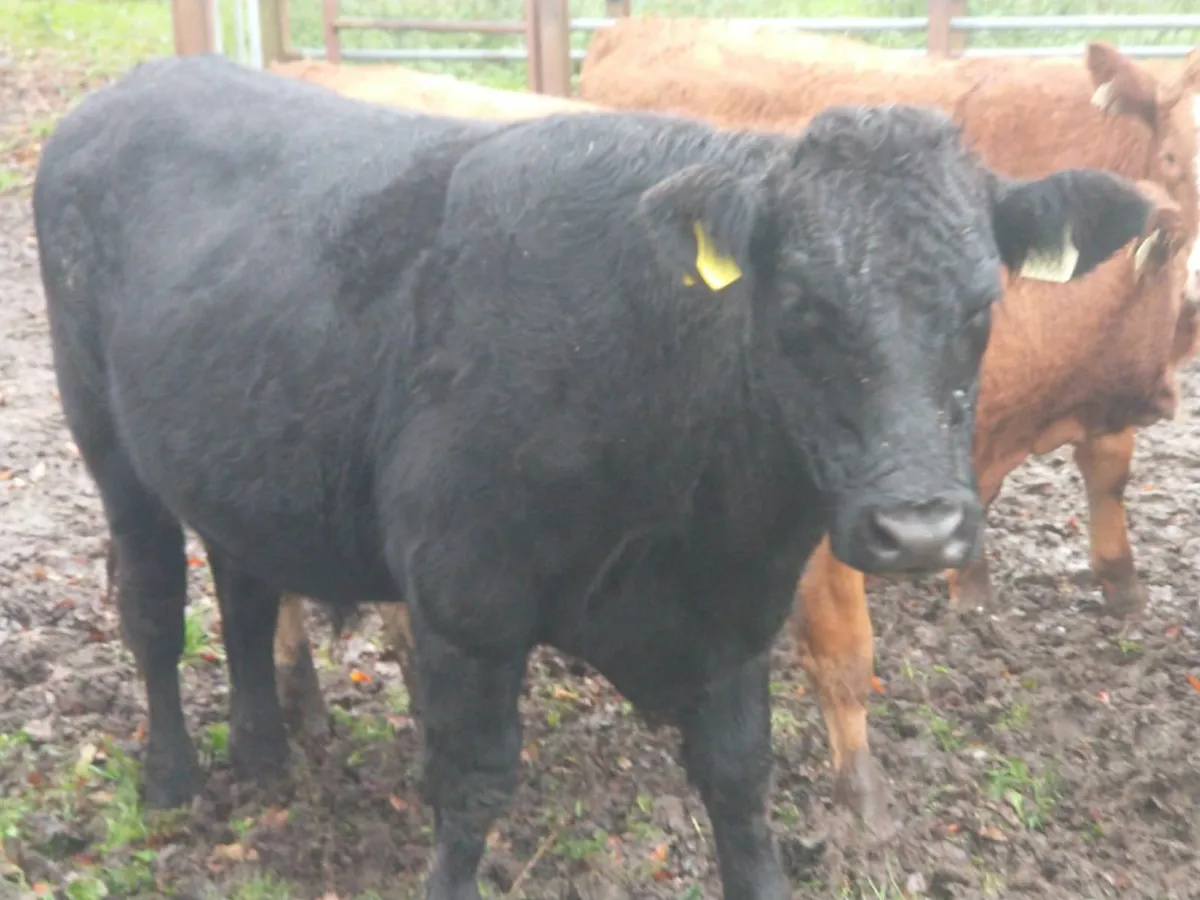 AA Bullocks Full Organic - Image 2