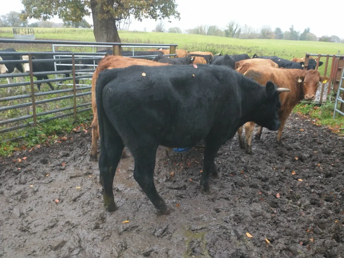 AA Bullocks Full Organic - Image 4