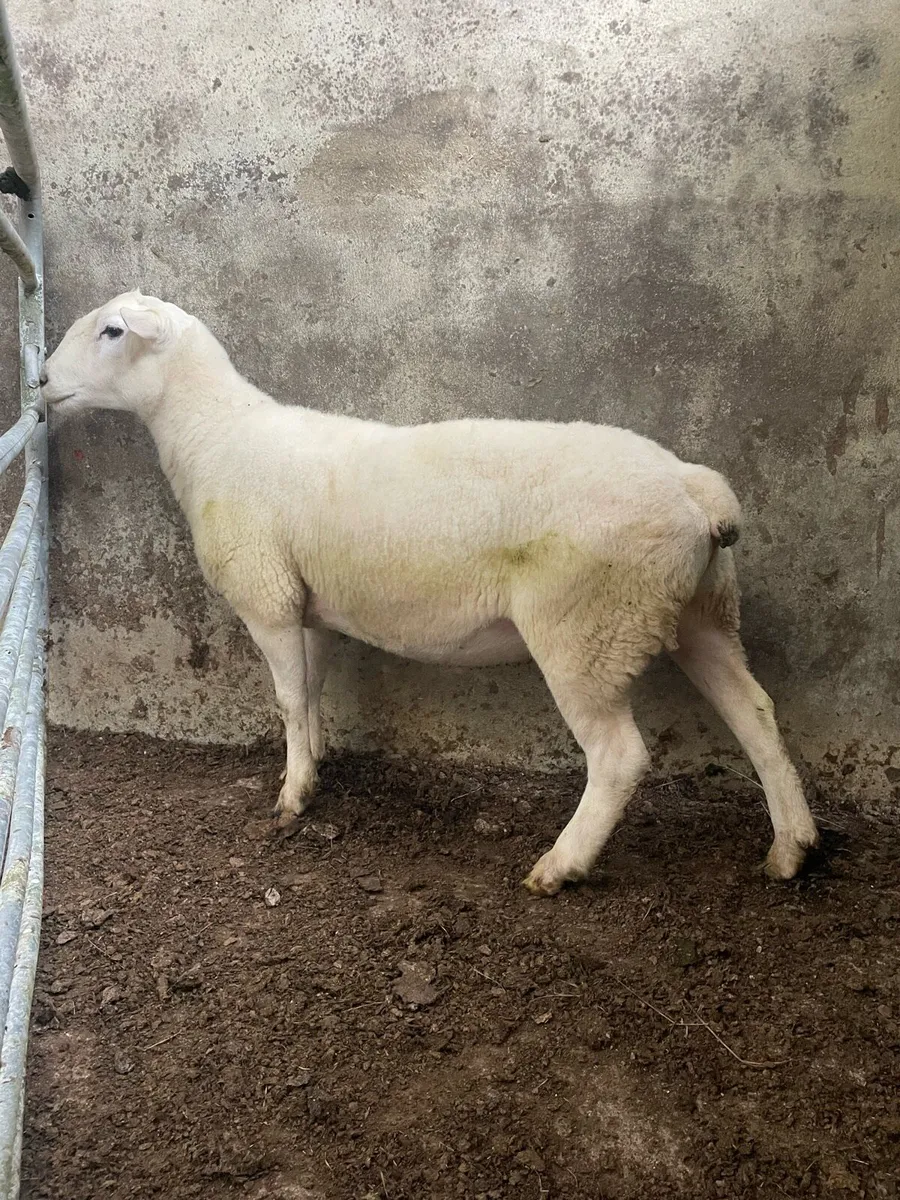 Easycare Hogget Ram - Image 1