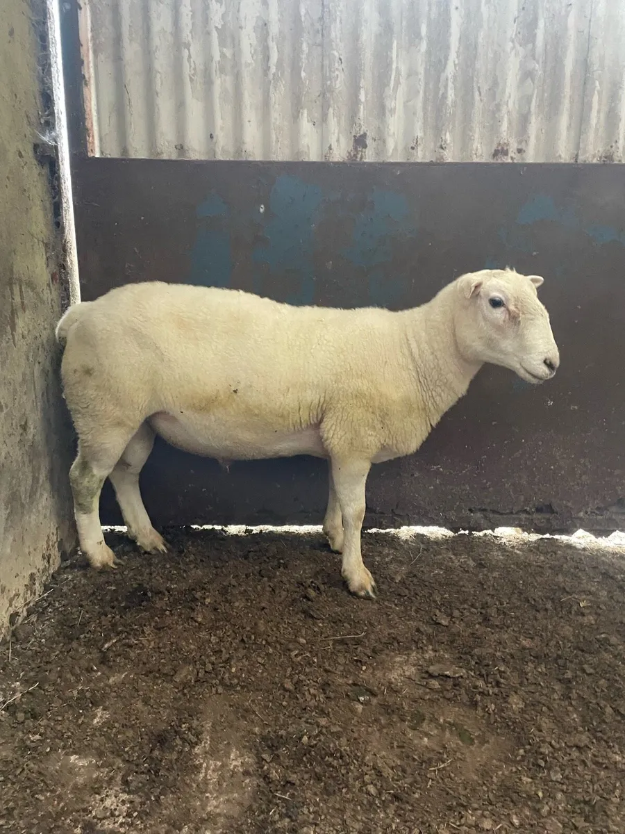 Easycare Hogget Ram - Image 2