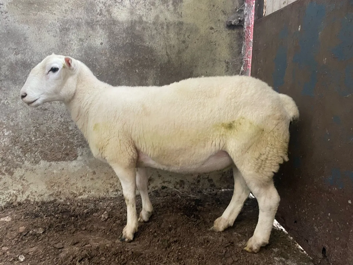 Easycare Hogget Ram - Image 3