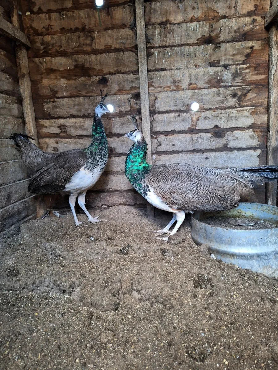 Peachicks - Image 1