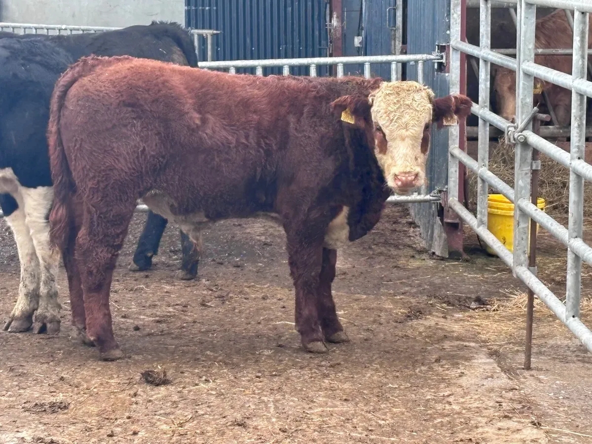 3 top quality Hereford & Angus bull Weanlings for - Image 1