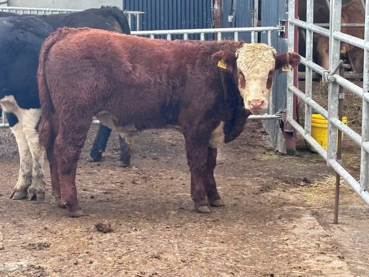 3 top quality Hereford & Angus bull Weanlings for - Image 2