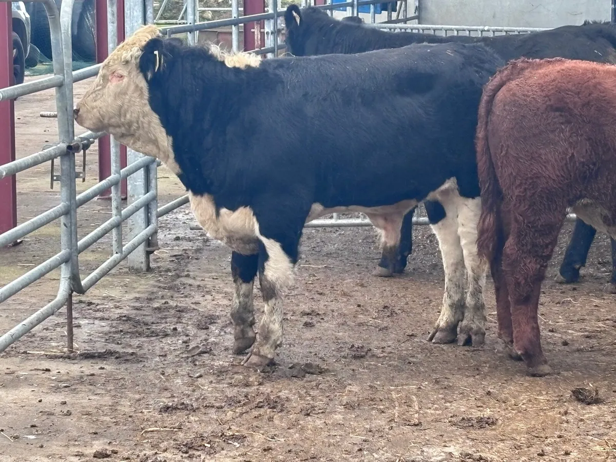 3 top quality Hereford & Angus bull Weanlings for - Image 3