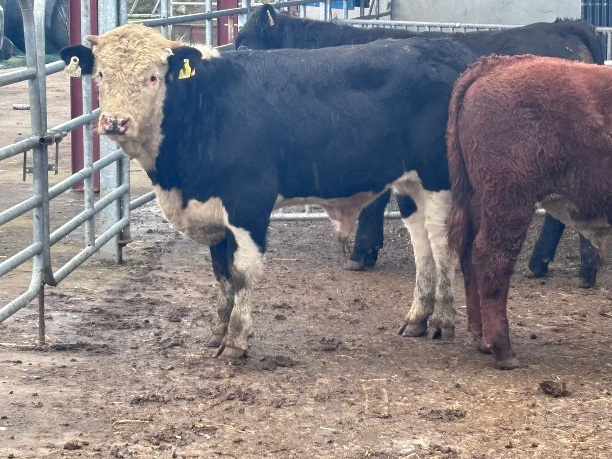 3 top quality Hereford & Angus bull Weanlings for - Image 4