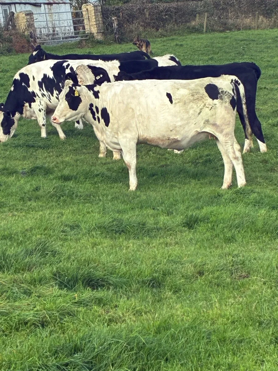 14 incalf heifers calving February in macroom mart - Image 2