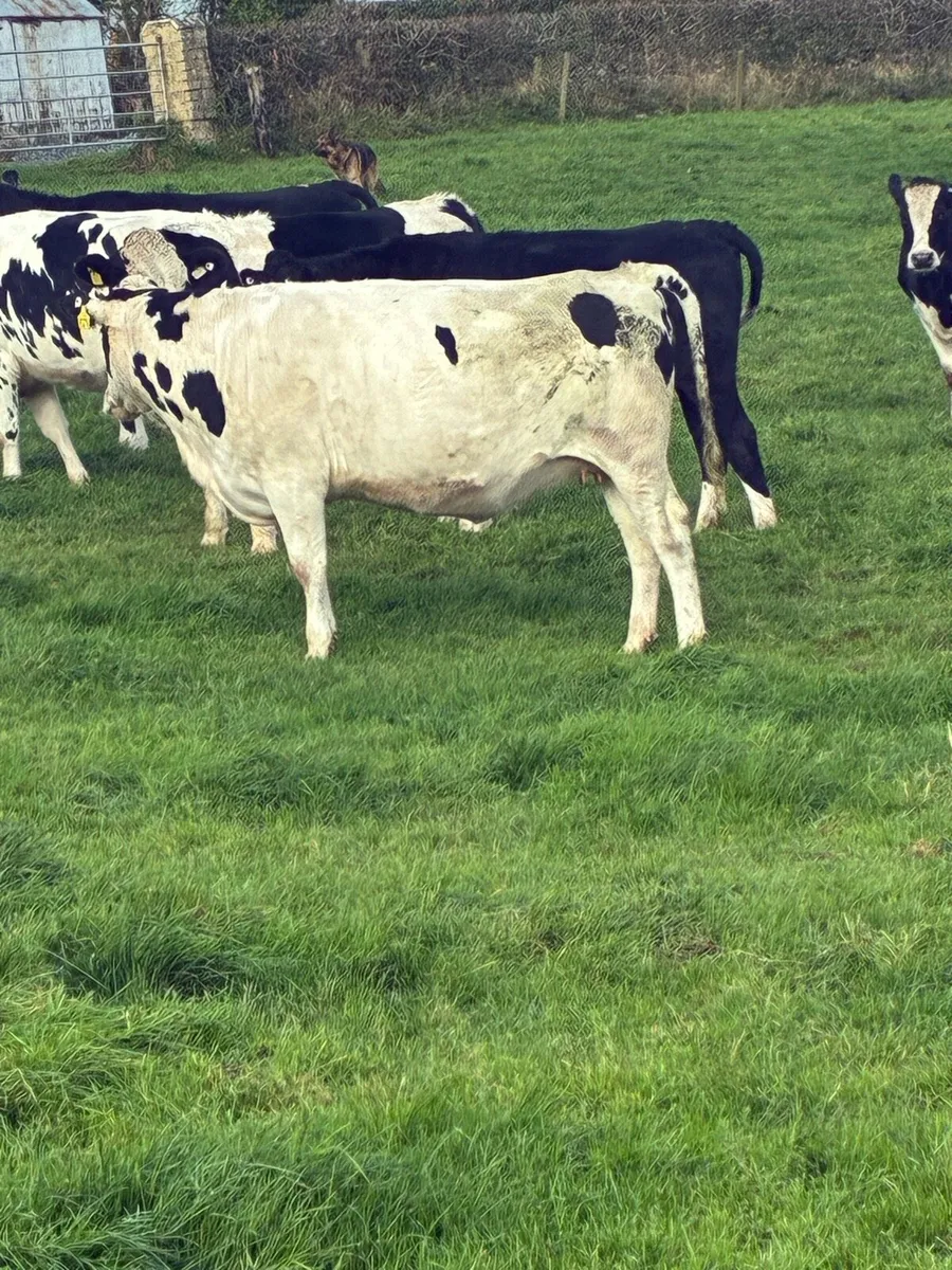 14 incalf heifers calving February in macroom mart - Image 3