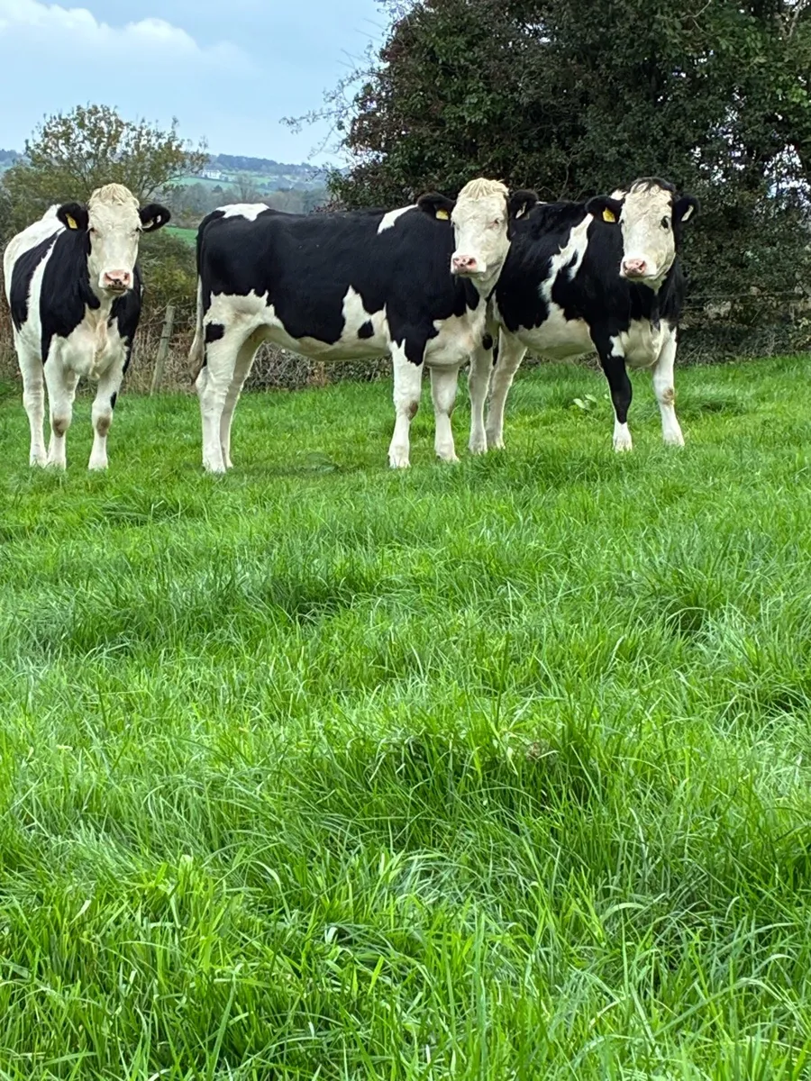 14 incalf heifers calving February in macroom mart - Image 4