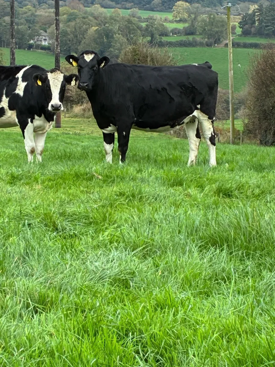 14 incalf heifers calving February in macroom mart - Image 1